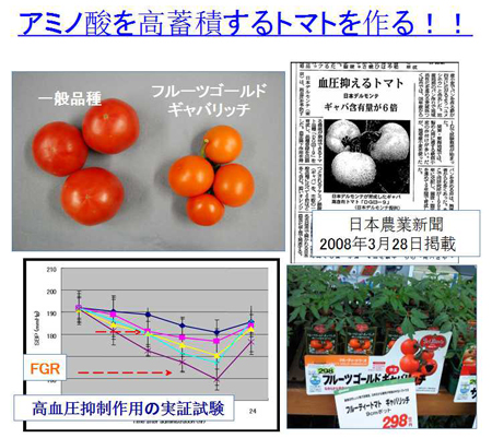 松倉_アミノ酸を高蓄積するトマトを作る